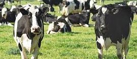 livestock insurance